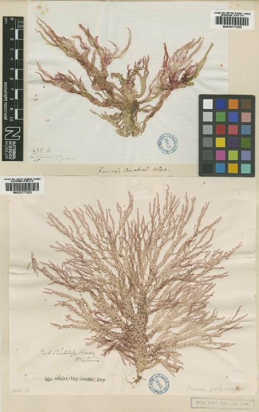 Gloiocladia polycarpa (Harv.) Womersley - BM000771303