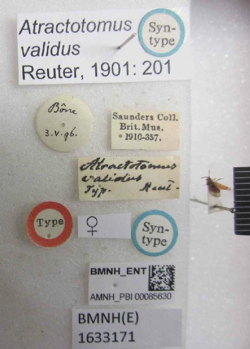 Atractotomus validus Reuter, 1901 - Atractotomus validus-BMNH(E)1633171-Syntype female dorsal & labels