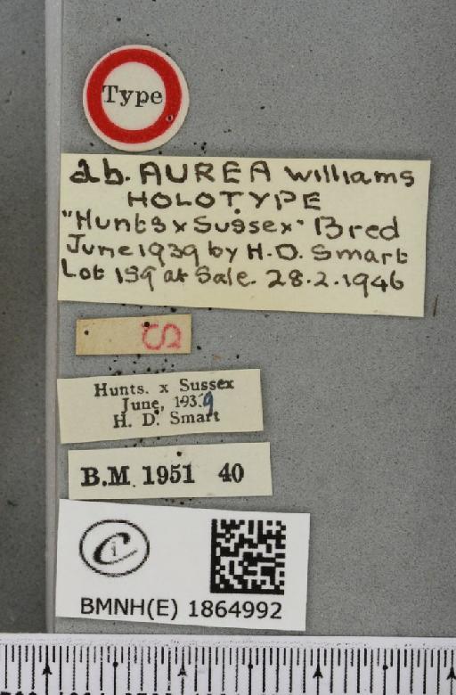 Angerona prunaria ab. aurea Williams, 1947 - BMNHE_1864992_label_430617