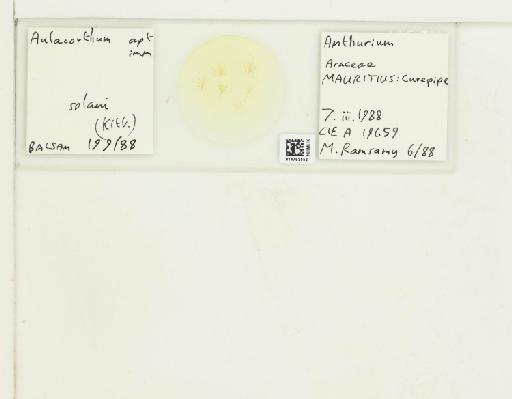 Aulacorthum solani Kaltenbach, 1843 - 014793552_112559_1093284_157799_NoStatus