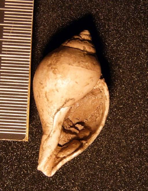 Sycostoma bulbiforme (Lamarck,1804) - TG 1106. Sycostoma bulbiforme (specimen-2)