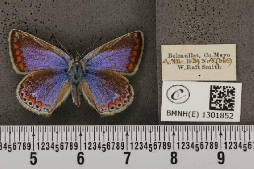 Polyommatus icarus mariscolore (Kane, 1893) - BMNHE_1301852_135718