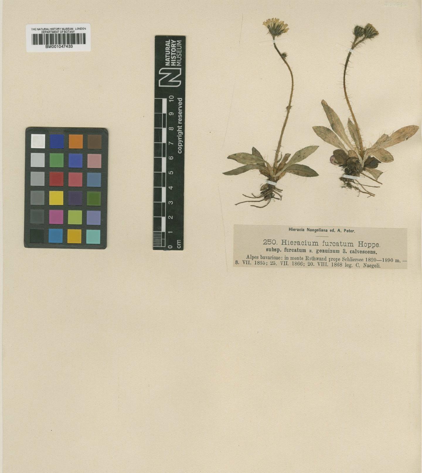 To NHMUK collection (Hieracium sphaerocephalum subsp. furcatum (Hoppe) Zahn; NHMUK:ecatalogue:2763379)