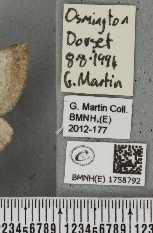 Scotopteryx bipunctaria cretata (Prout, 1937) - BMNHE_1758792_label_322180
