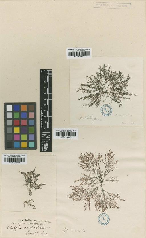 Herposiphonia versicolor (Hook.f. & Harv.) Reinbold - BM001039243