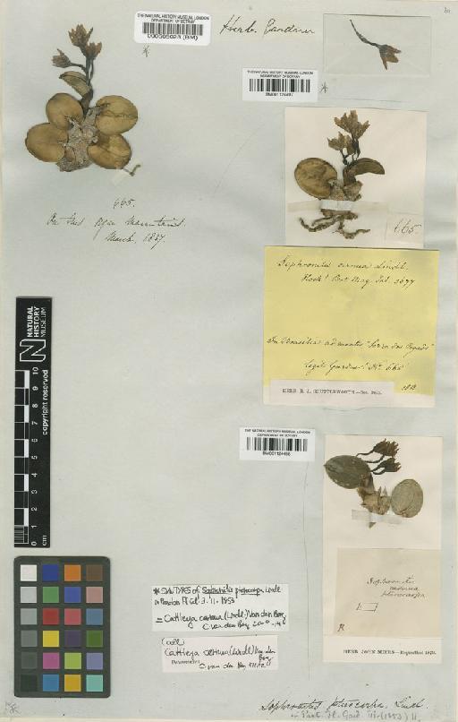 Cattleya cernua (Lindl.) Van den Berg - BM000505023