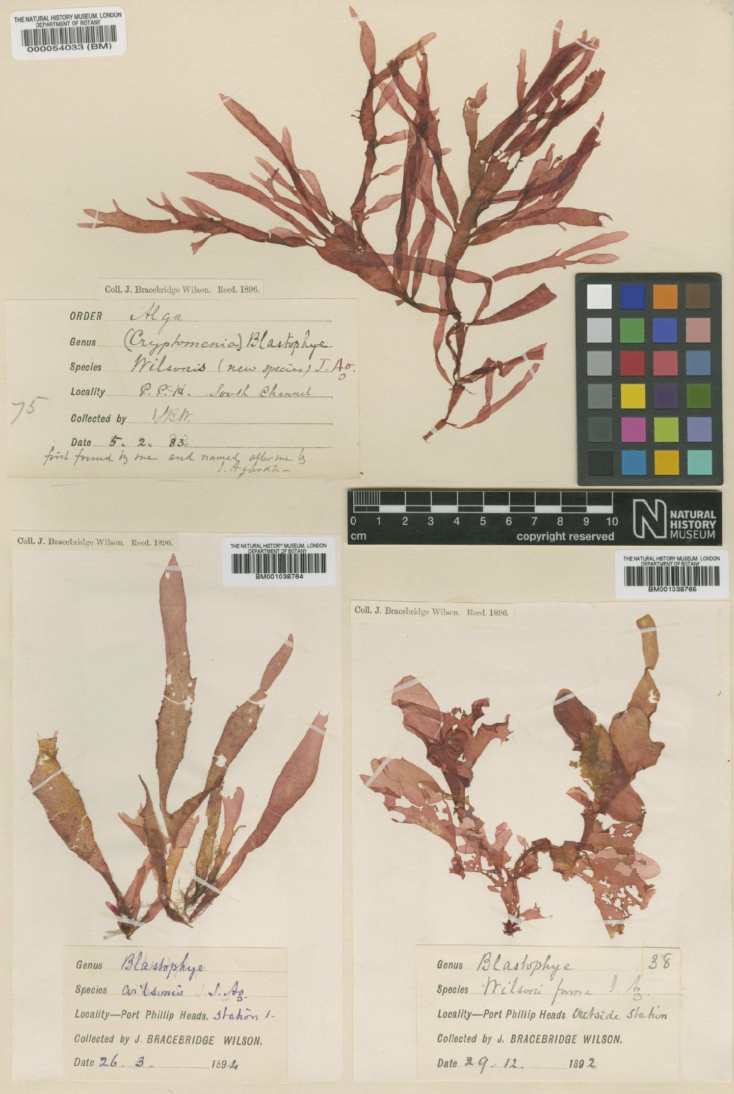 To NHMUK collection (Cryptonemia wilsonis J.Agardh; Isolectotype; NHMUK:ecatalogue:4780091)