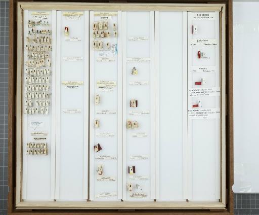 Bembidion (Cillenus) alatum Darlington, 1953 - L010257486_Jan 2022