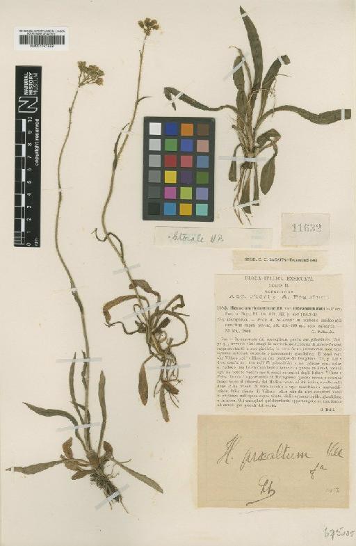 Hieracium florentinum subsp. litorale Nägeli & Peter - BM001047558