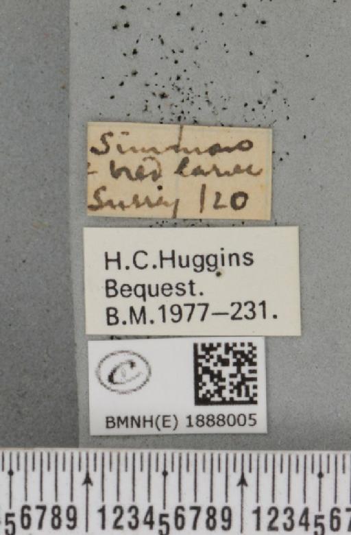 Apocheima hispidaria (Denis & Schiffermüller, 1775) - BMNHE_1888005_label_455340