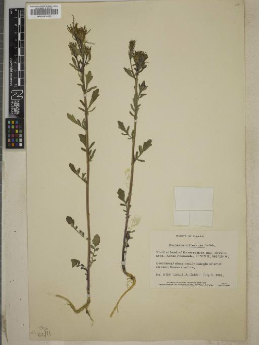 Barbarea orthoceras Ledeb - BM000916230