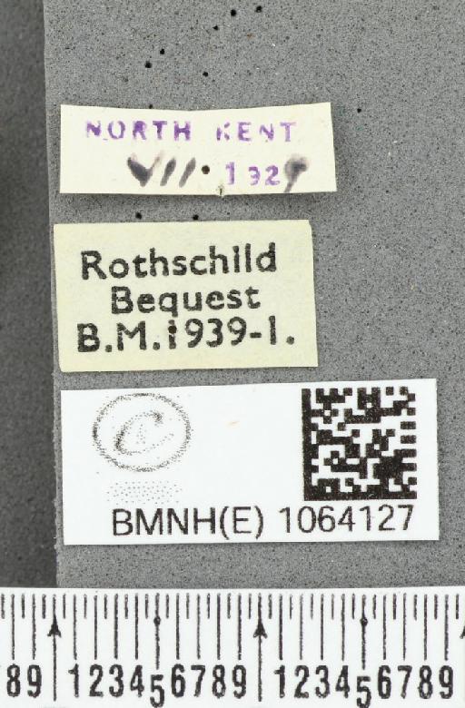 Coenonympha pamphilus ab. partimtransformis Leeds, 1950 - BMNHE_1064127_label_25291