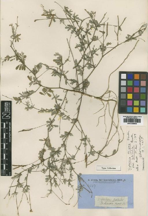 Tephrosia filipes Benth. - BM000839599