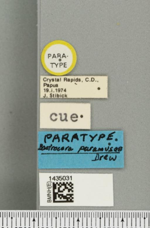 Bactrocera (Bactrocera) paramusae Drew, 1989 - BMNHE_1435031_label_28490