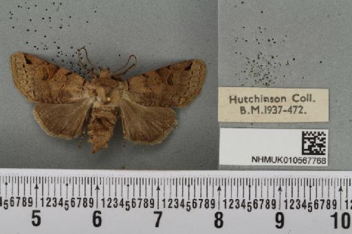 Agrochola litura (Linnaeus, 1761) - NHMUK_010567768_a_625400