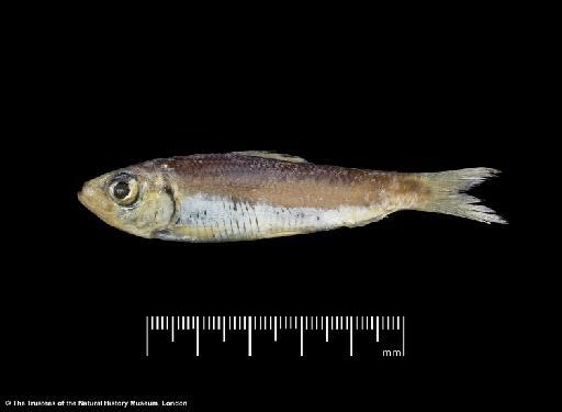 Herklotsichthys lossei Wongratana, 1983 - BMNH 1976.8.19.64-77, PARATYPES, Herklotsichthys lossei a