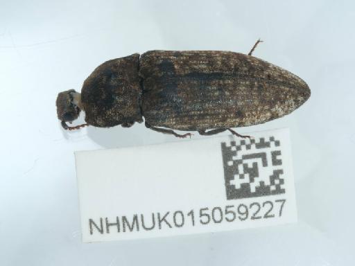 Agrypnus murinus (Linnaeus, 1758) - 015059227_2