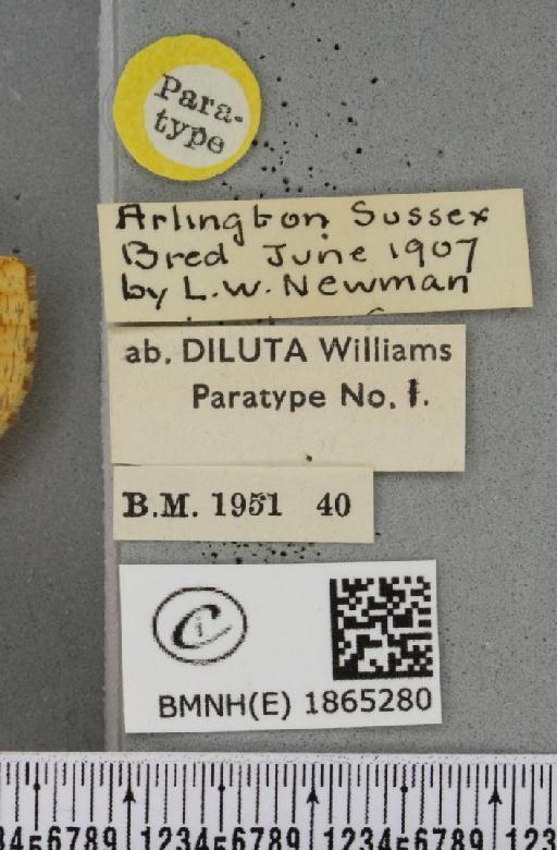 Angerona prunaria ab. diluta Williams, 1947 - BMNHE_1865280_label_430871