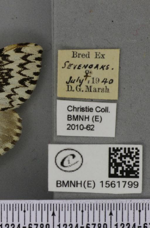 Lymantria monacha (Linnaeus, 1758) - BMNHE_1561799_label_251496