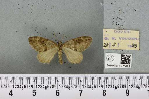 Thera obeliscata obeliscata (Hübner, 1787) - BMNHE_1775615_339282