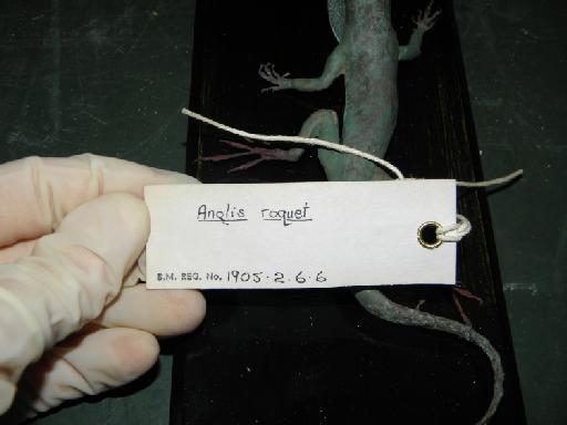 Anolis roquet Bonnaterre, 1789 - Anolis roquet 1905.2.6.6 (label 3).JPG