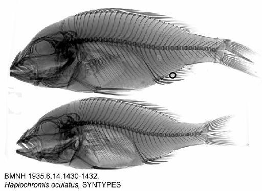 Haplochromis oculatus Trewavas, 1935 - BMNH 1935.6.14.1430-1432, Haplochromis oculatus, SYNTYPES, Radiograph