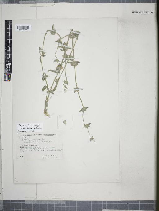 Stachys cretica subsp. lesbiaca Rech.f. - 014608652