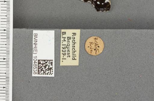 Vanessa atalanta ab. angustifasciata Lempke, 1956 - BMNHE_1048538_label_43686