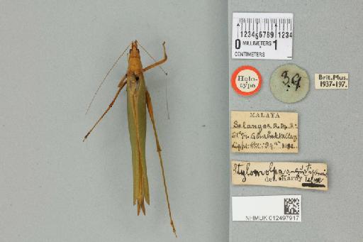 Stylomolpa angustipennis Karny, 1926 - 012497917_72215_86143