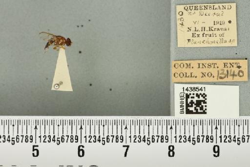 Bactrocera (Bactrocera) laticauda (Hardy, 1950) - BMNHE_1438541_32510