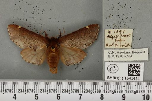 Odontosia carmelita (Esper, 1798) - BMNHE_1541461_248147