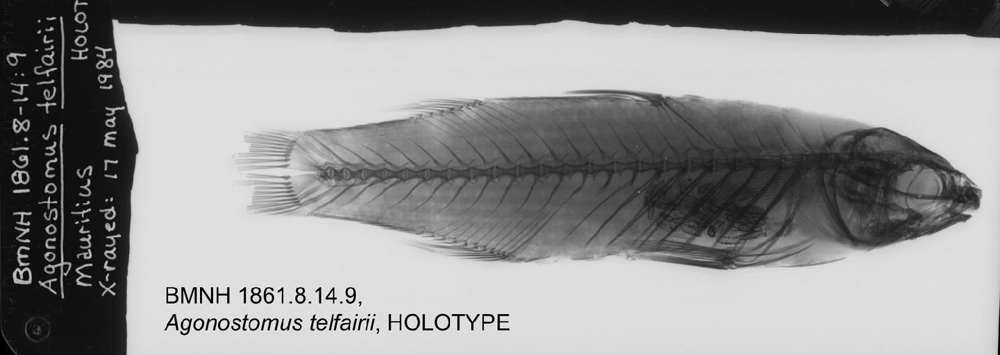 To NHMUK collection (Agonostomus telfairii Bennett, 1832; HOLOTYPE; NHMUK:ecatalogue:2592940)
