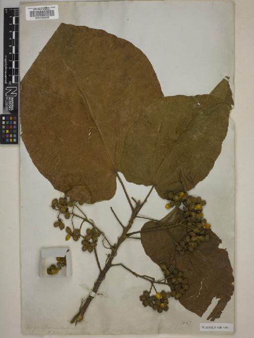 Christiana africana DC. - BM000795022