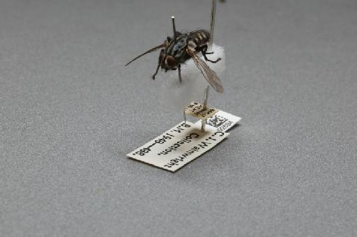 Sarcophaga (Rosellea) aratrix Pandelle, 1896 - 015092894_additional_3