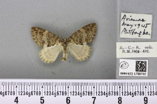 Hydriomena impluviata ab. approximata Lempke, 1950 - BMNHE_1750732_329651