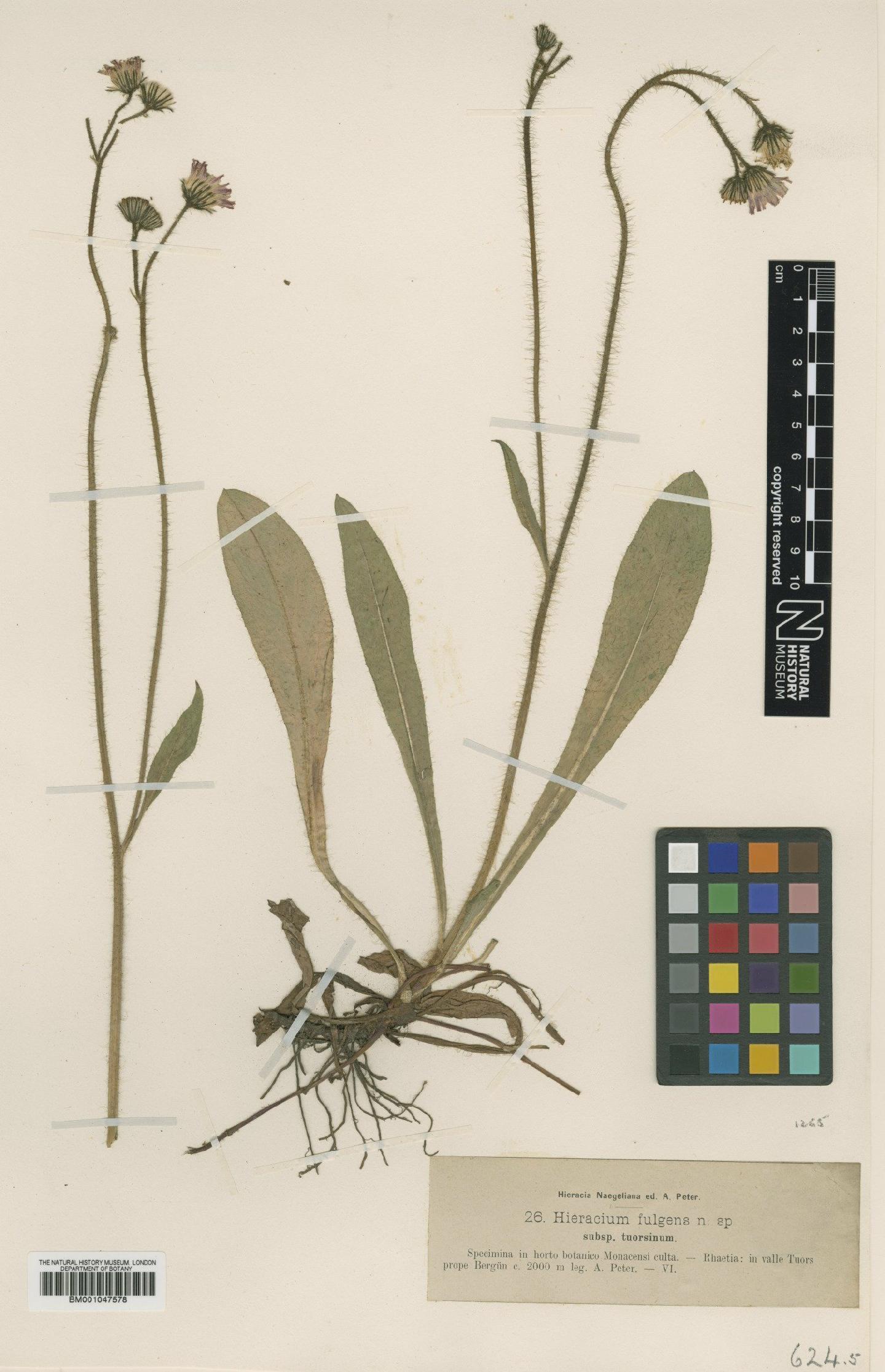 To NHMUK collection (Hieracium fulgens subsp. tuorsinum Nägeli & Peter; Type; NHMUK:ecatalogue:2777213)