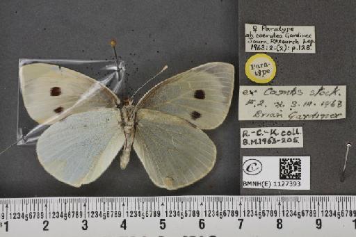 Pieris brassicae ab. coerulea Gardiner, 1963 - BMNHE_1127393_84580