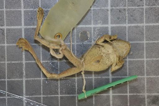 Rhacophorus turpes - Image of specimen 1974.828-832\1974.831