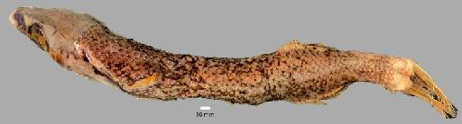 Alepocephalus australis Barnard, 1923 - BMNH 1990.8.21.169, Alepocephalus australis