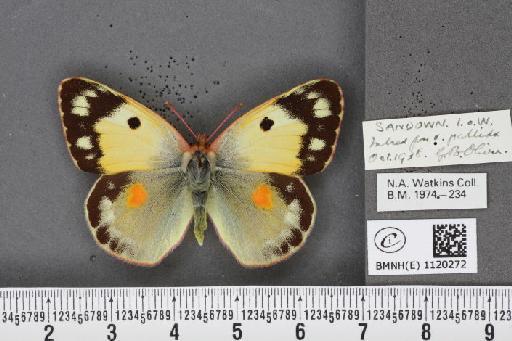 Colias croceus f. helice Hübner, 1779 - BMNHE_1120272_76049