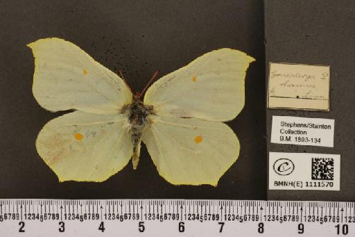 Gonepteryx rhamni rhamni Linnaeus, 1758 - BMNHE_1111570_64761