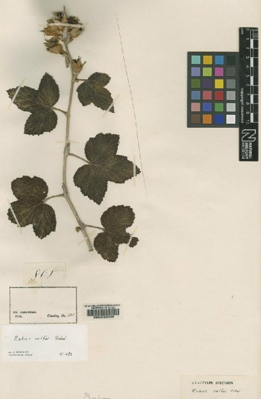 Rubus rolfei Vidal - BM000622328