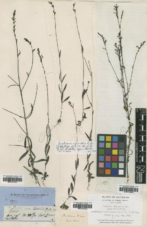 Buchnera urticifolia R.Br. - BM001040803