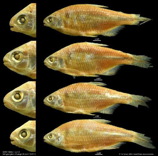 Tetragonopterus iheringii Boulenger, 1887 - BMNH 1886.3.15.31-4 Tetragonopterus iheringii, PARALECTOTYPE