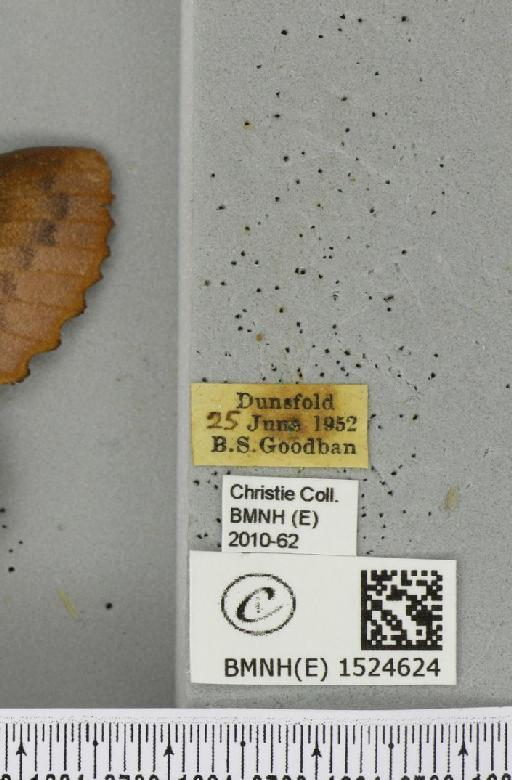 Gastropacha quercifolia (Linnaeus, 1758) - BMNHE_1524624_label_198678