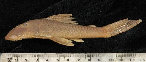 Chaetostomus lepturus Regan, 1912 - 1910.7.11.116-18a; Chaetostomus lepturus; lateral view; ACSI Project image