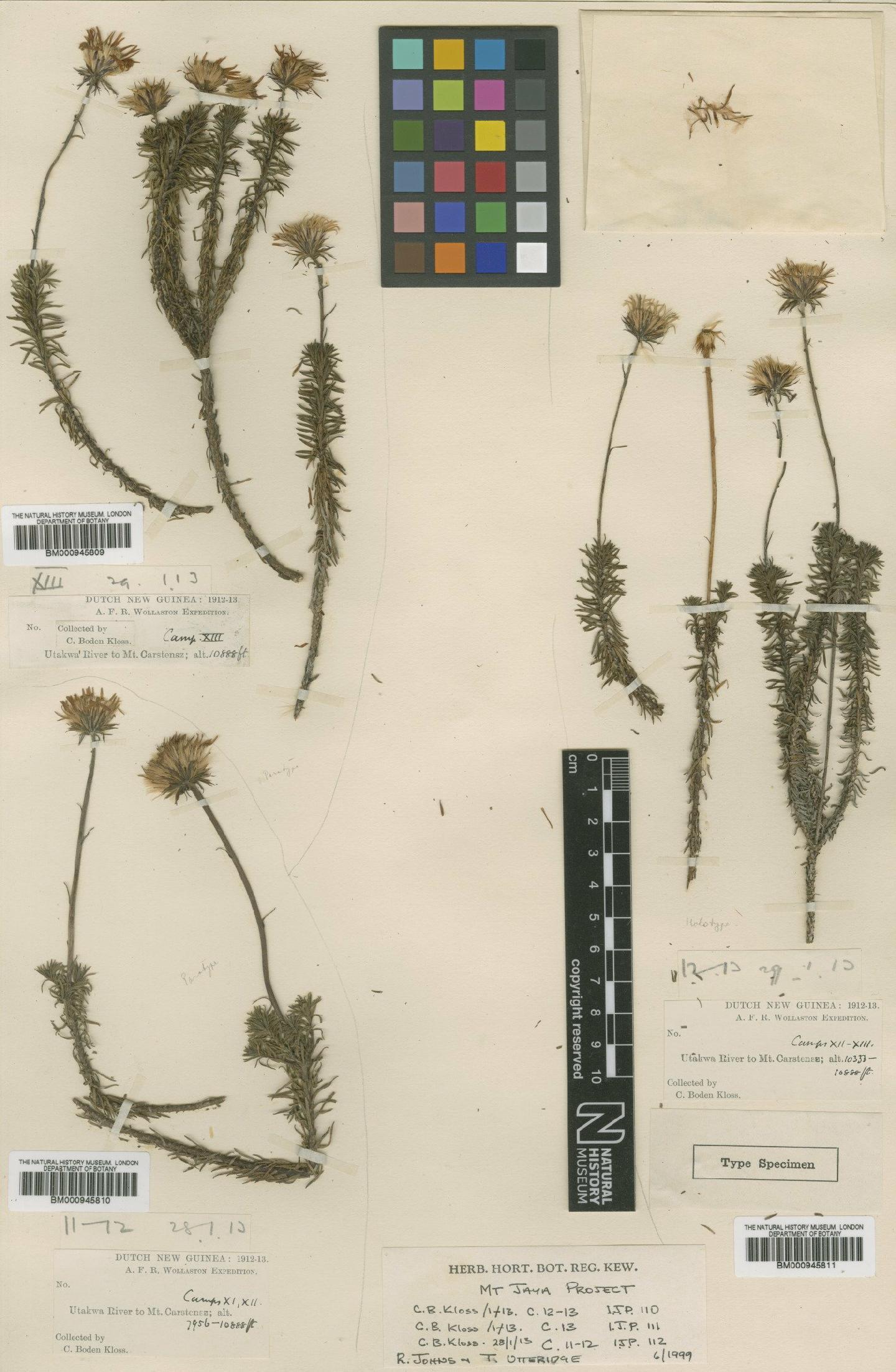 To NHMUK collection (Tetramolopium klossii (S.Moore) Mattf.; Type; NHMUK:ecatalogue:472723)