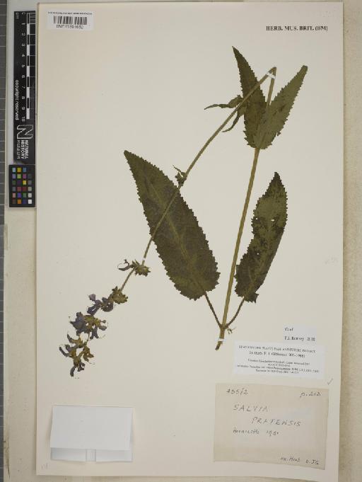 Salvia pratensis L. - BM013391652