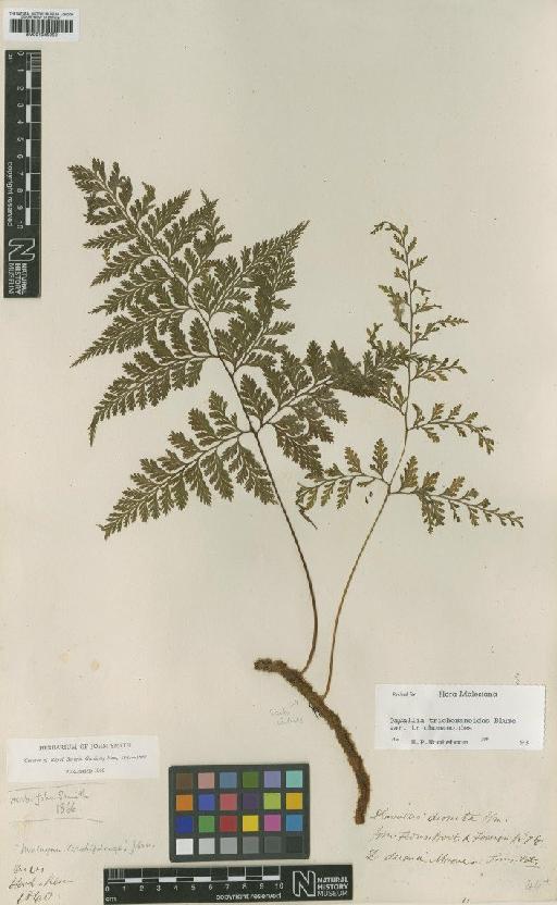 Davallia trichomanoides Blume var. trichomanoides - BM001045950