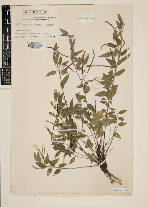 Corchorus angolensis Exell & Mendonça - 000630963